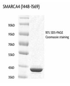 SDS-PAGE (SMARCA4-2861H).jpg